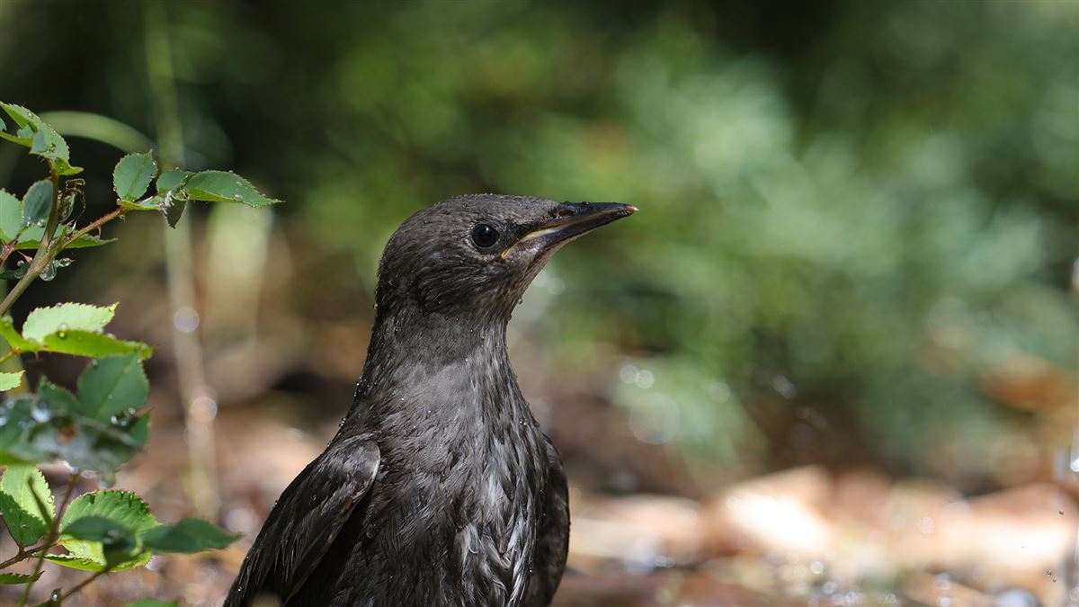 Common Starling