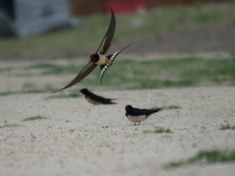 Barn Swallow