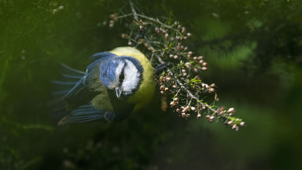 Eurasian Blue Tit