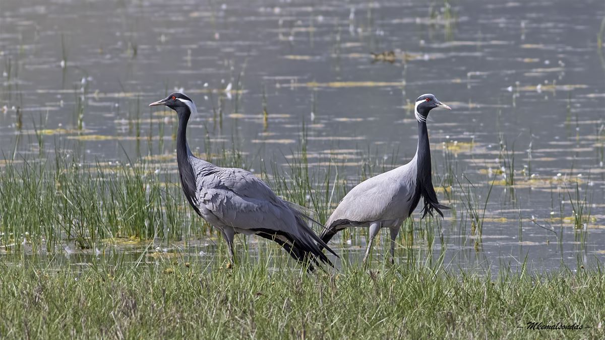Demoiselle Crane
