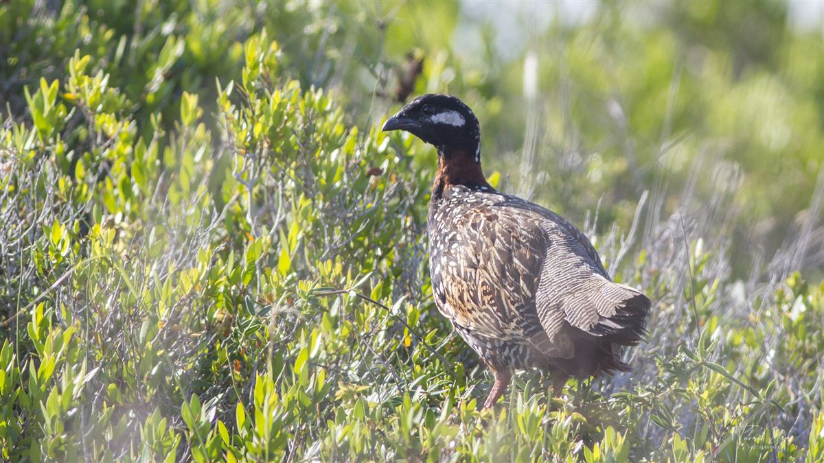 Black Francolin