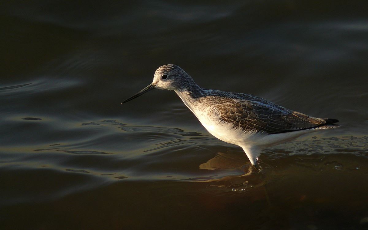 Common Greenshank