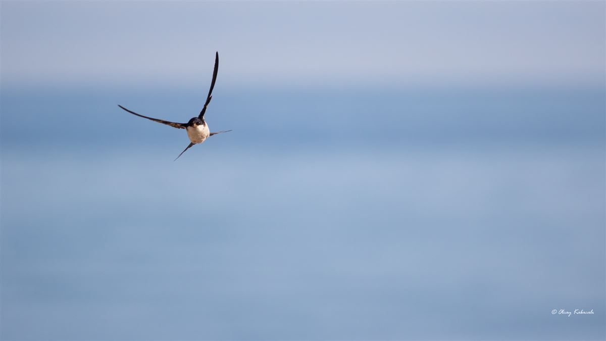 Western House Martin