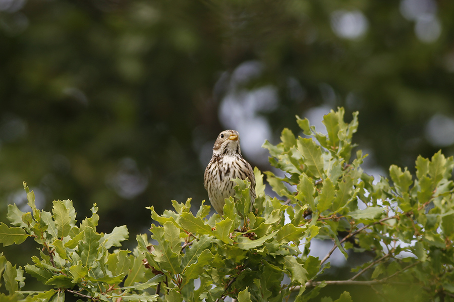 Corn Bunting