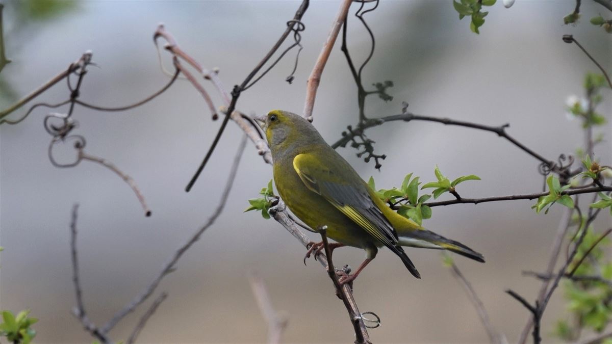 European Greenfinch