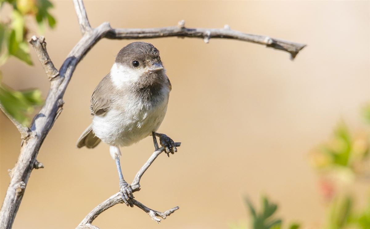 Sombre Tit