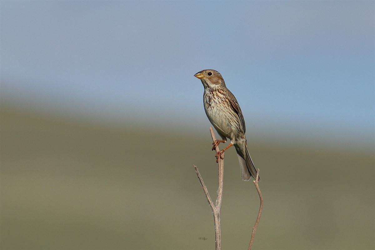 Corn Bunting
