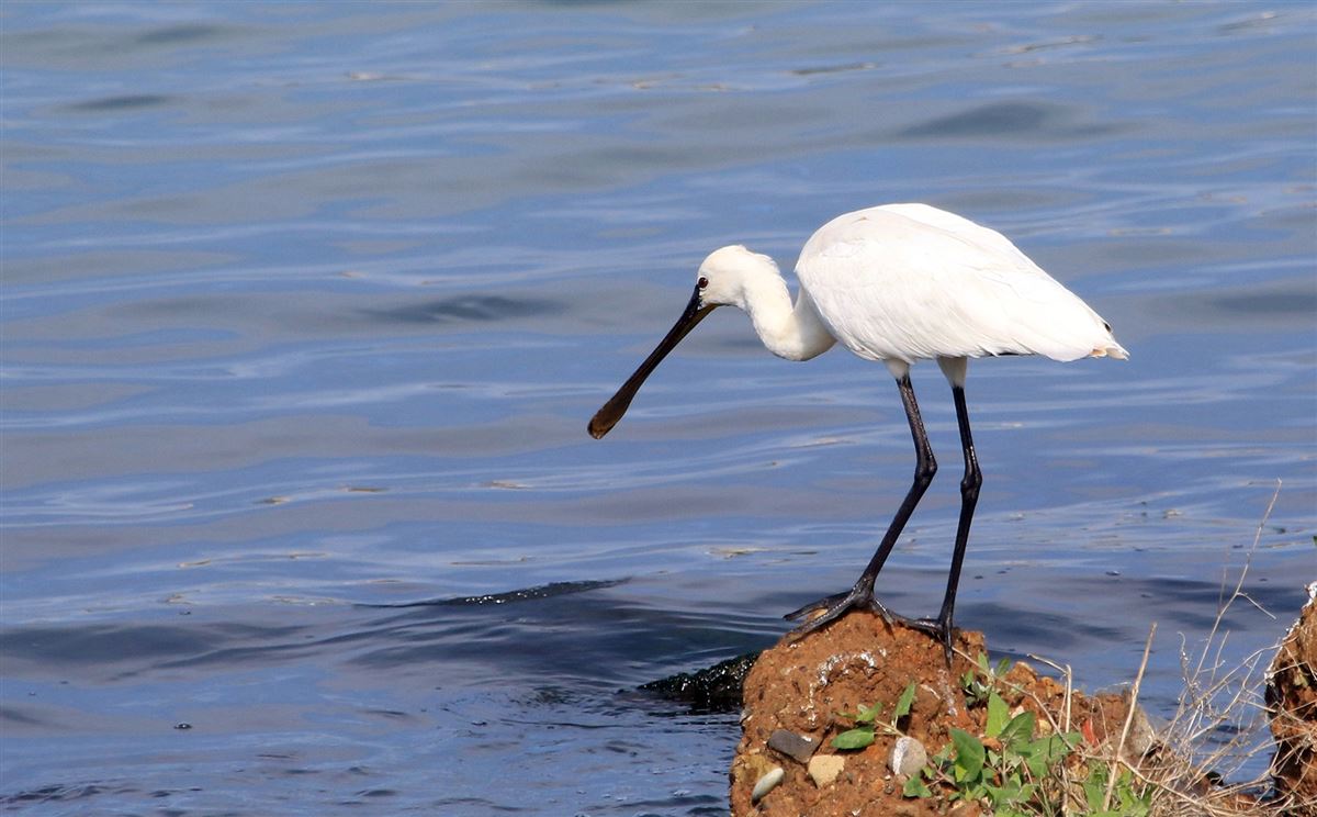 Eurasian Spoonbill