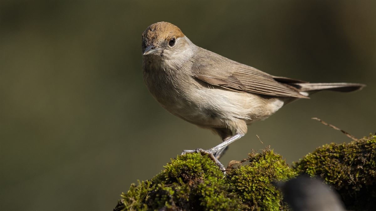 Eurasian Blackcap