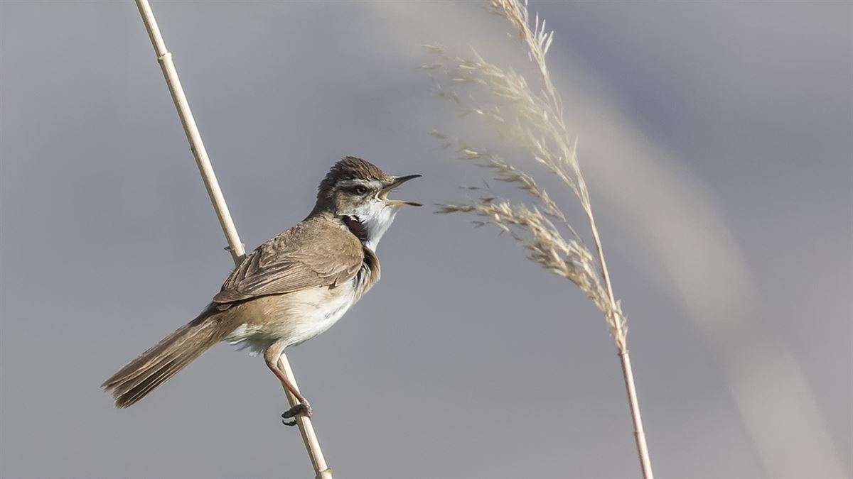 Paddyfield Warbler