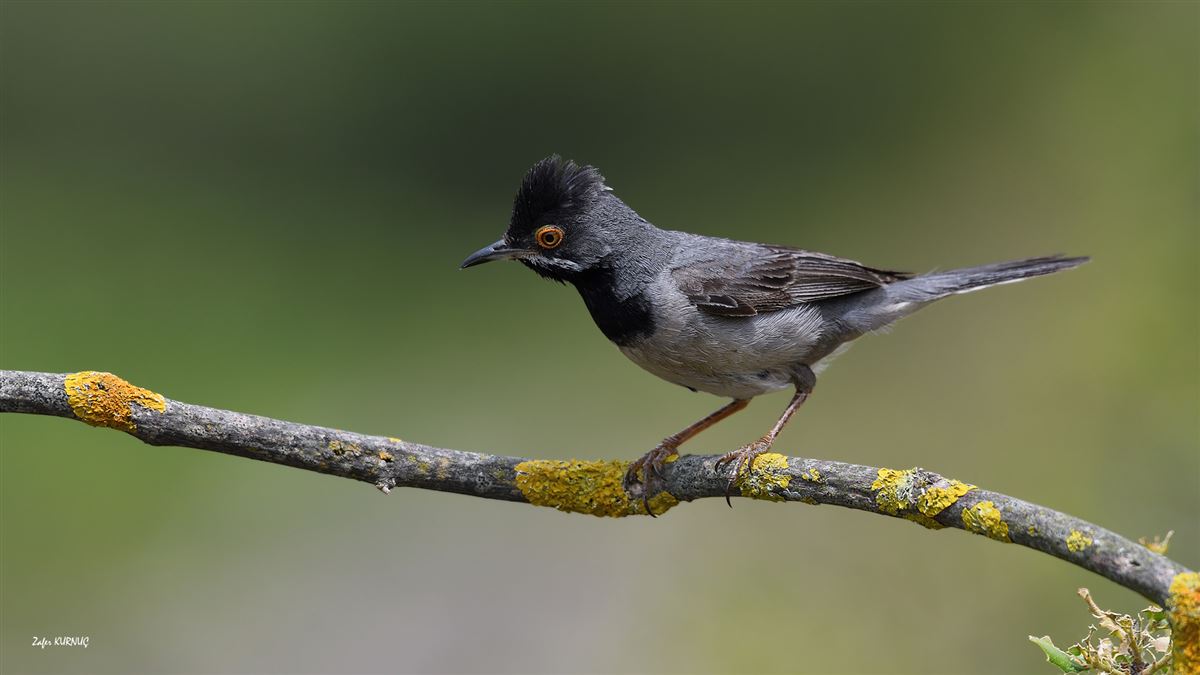 Rüppell`s Warbler