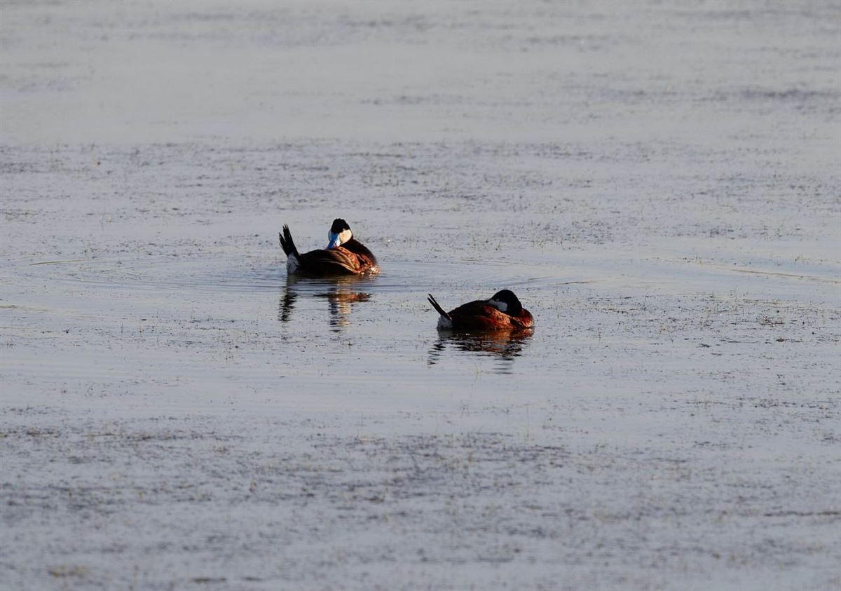 White-headed Duck