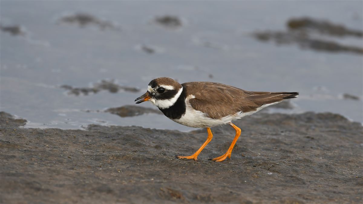 Common Ringed Plover