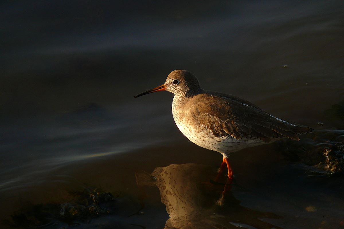 Common Redshank