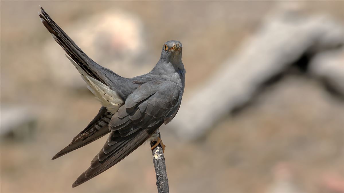 Common Cuckoo