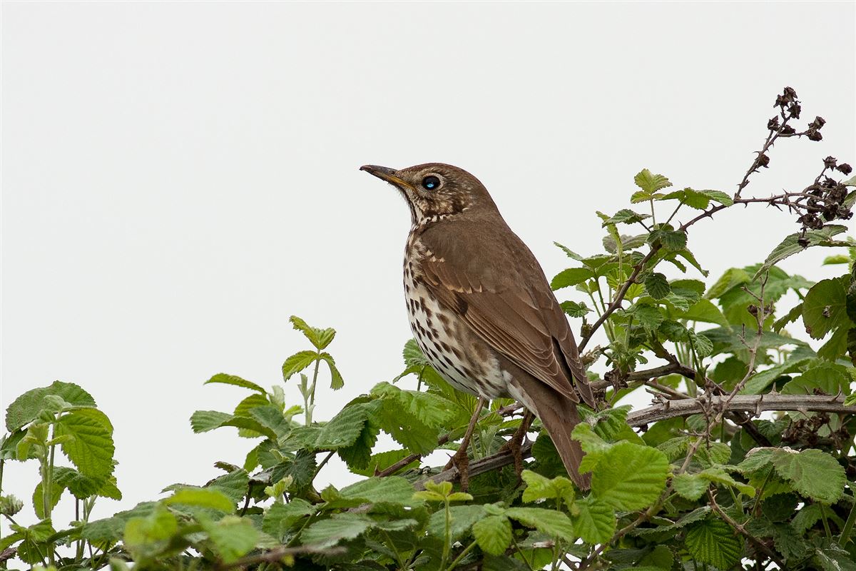 Song Thrush