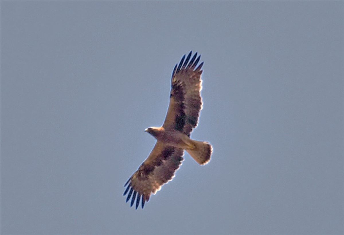 Küçük Kartal