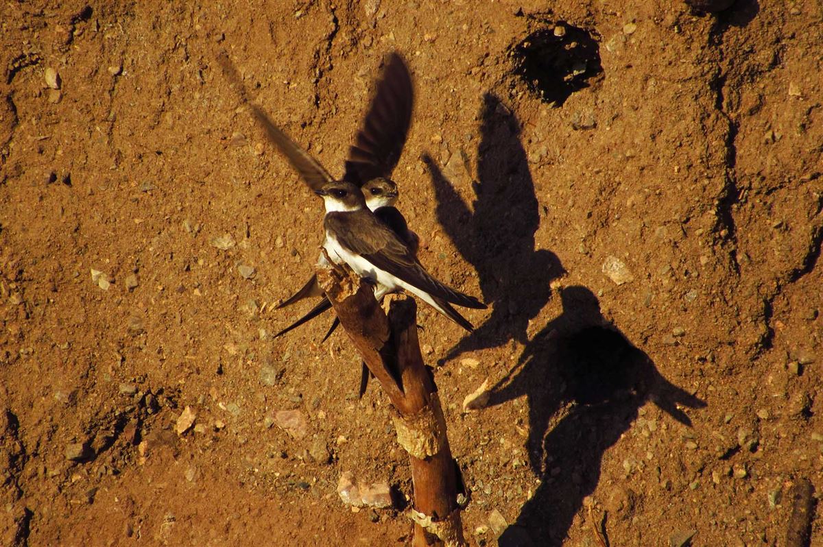 Sand Martin