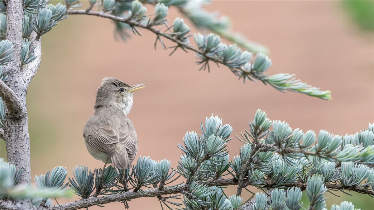 Eastern Olivaceous Warbler