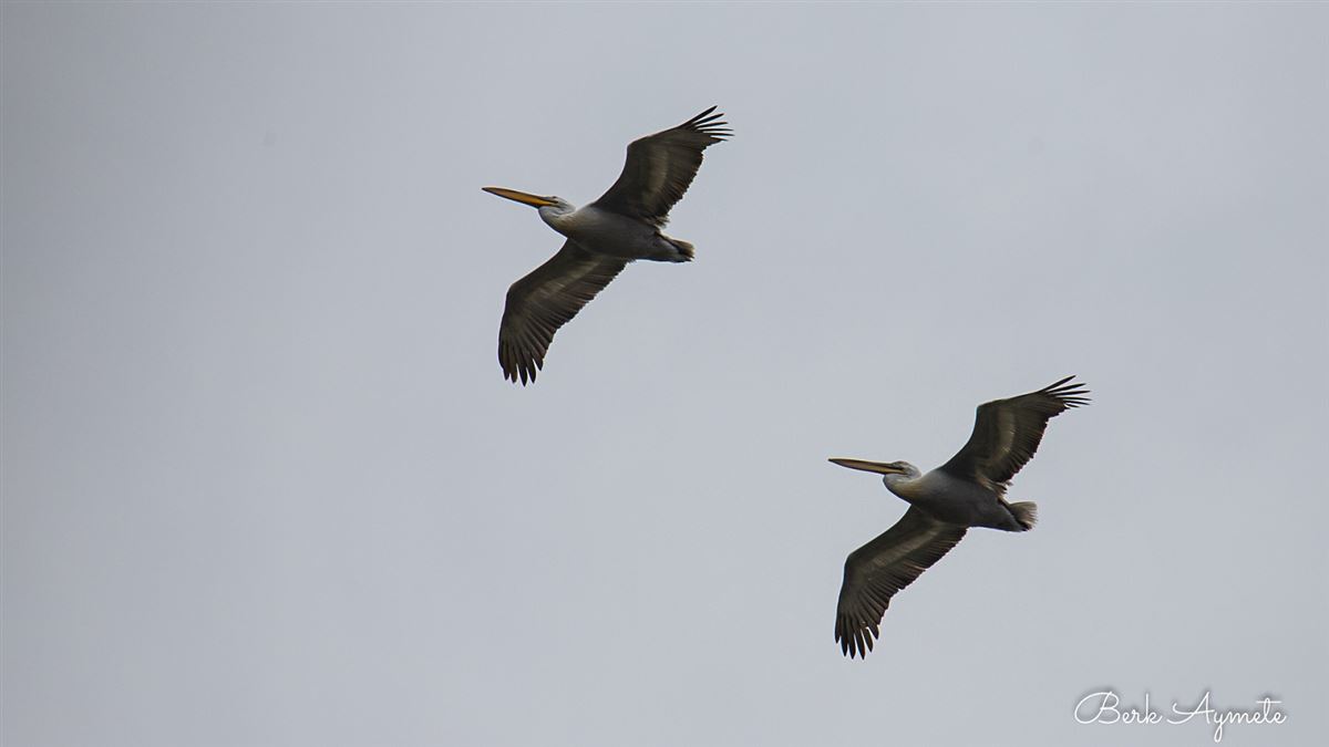 Dalmatian Pelican