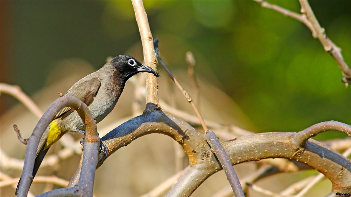 White-spectacled Bulbul