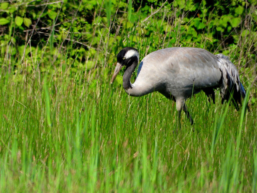 Common Crane