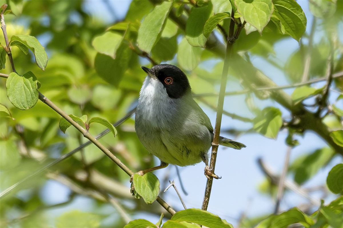 Sardinian Warbler