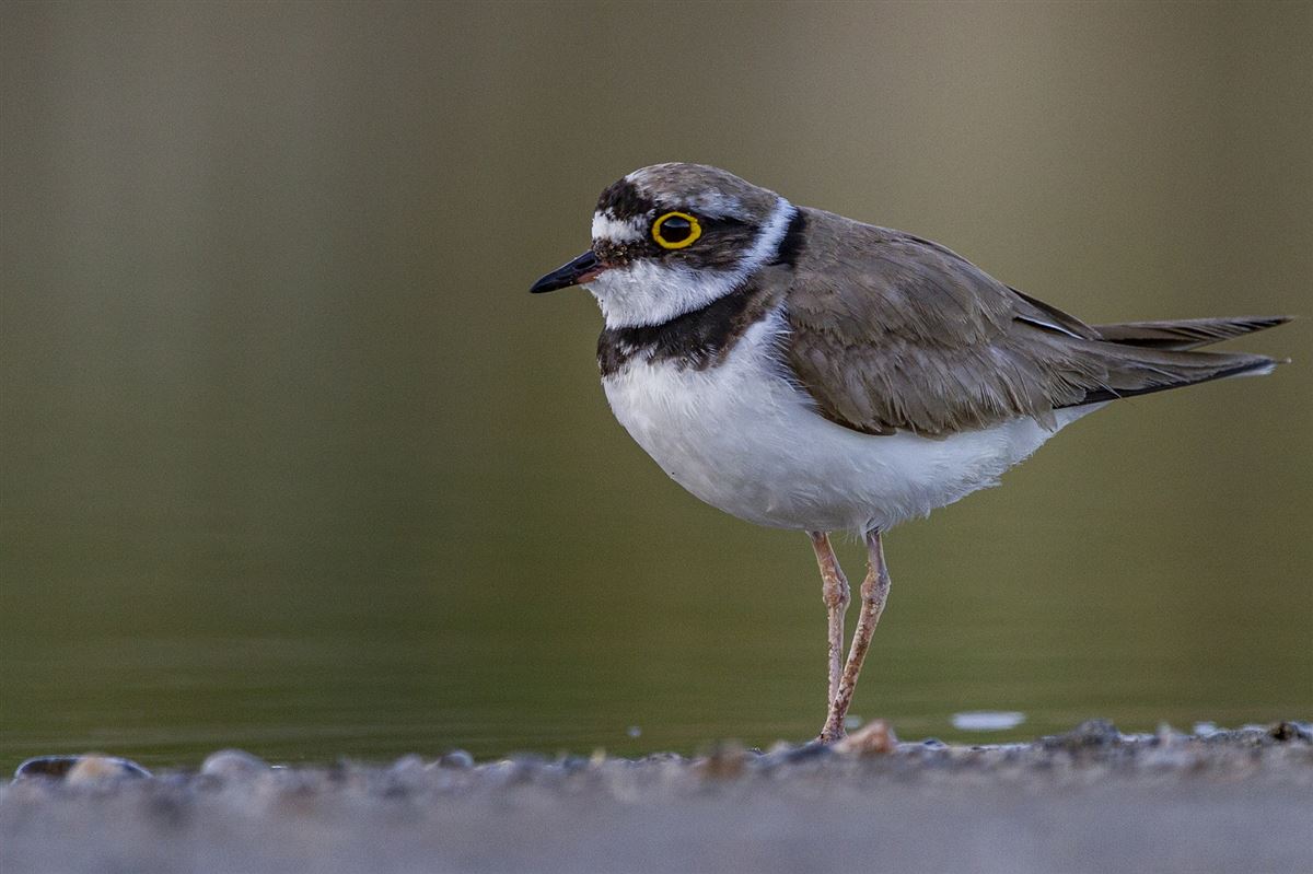 Little Ringed Plover