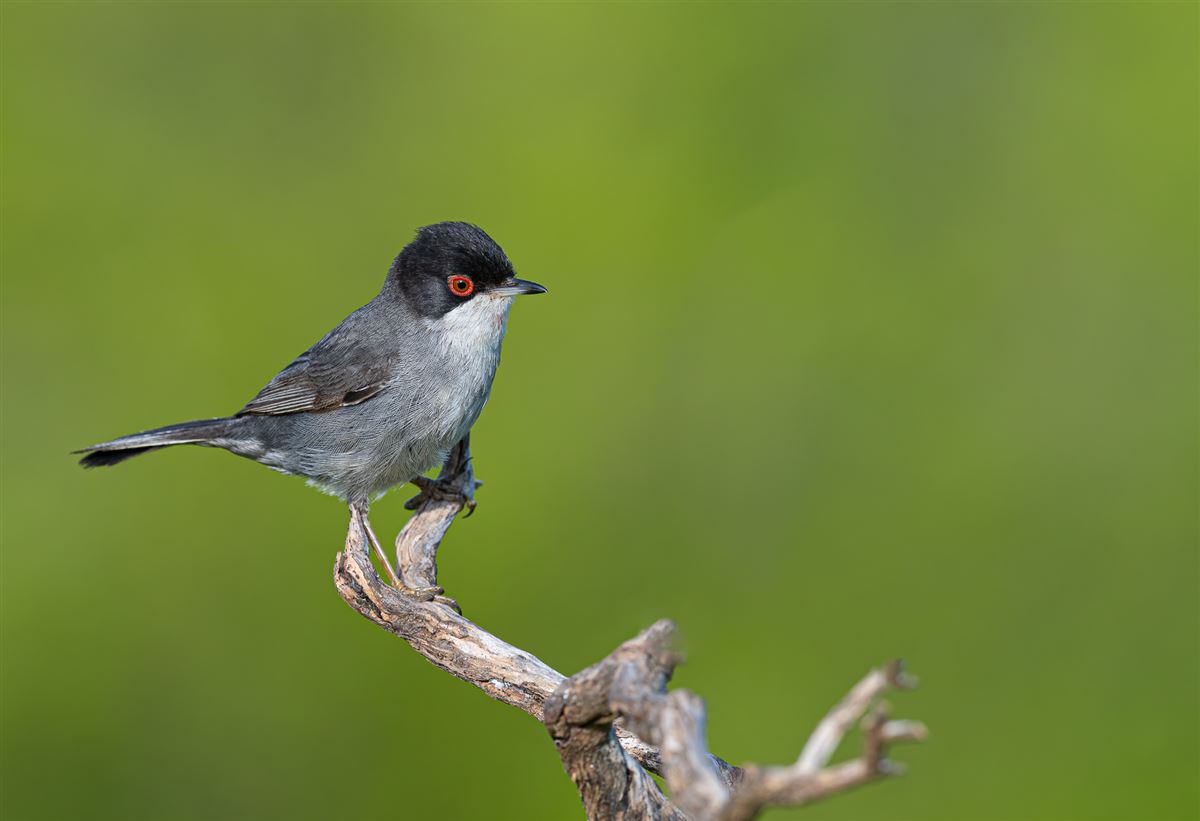 Sardinian Warbler