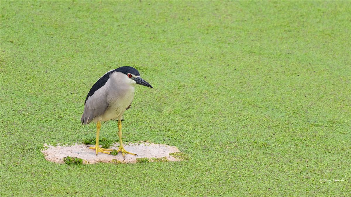 Black-crowned Night Heron