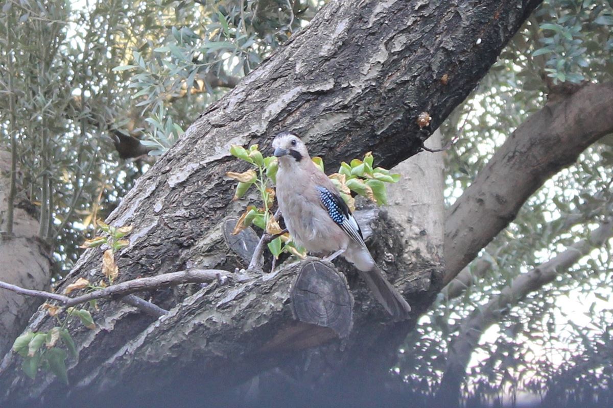 Eurasian Jay