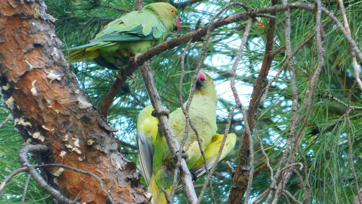 Rose-ringed Parakeet