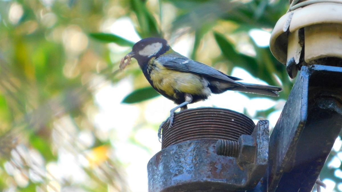 Great Tit
