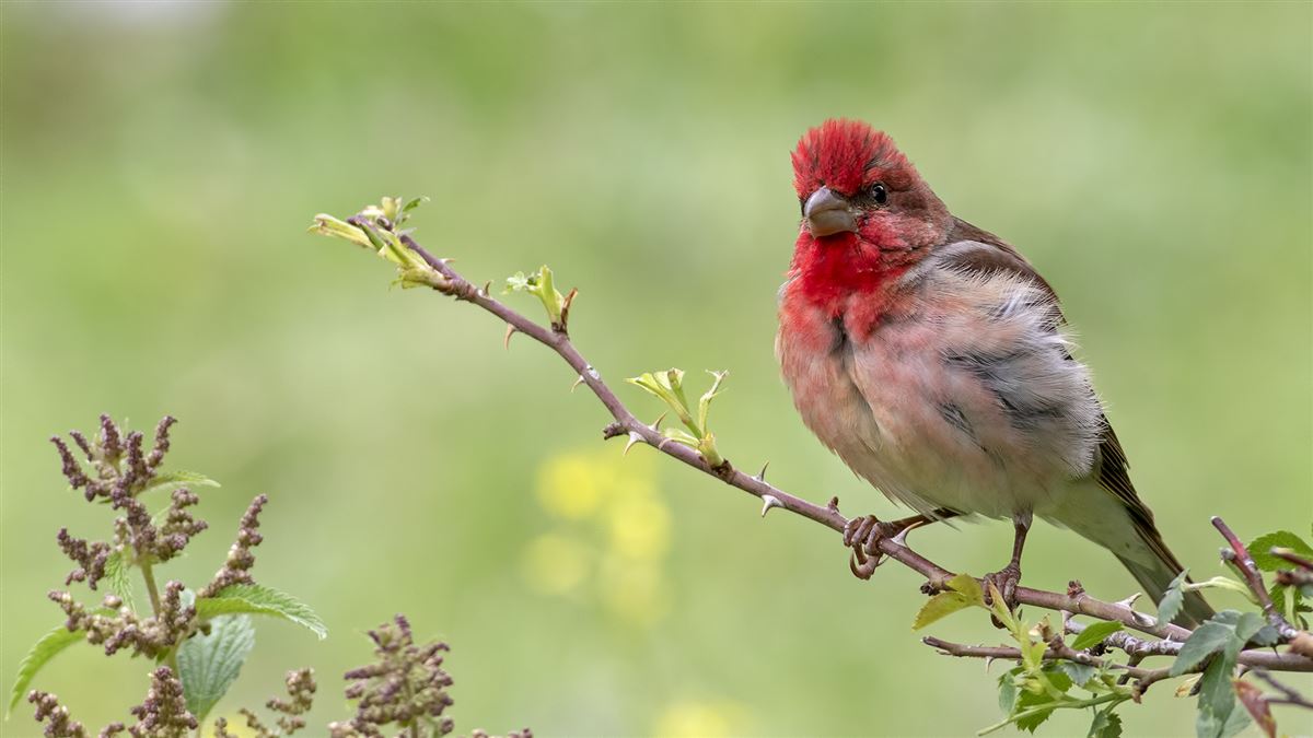 Common Rosefinch