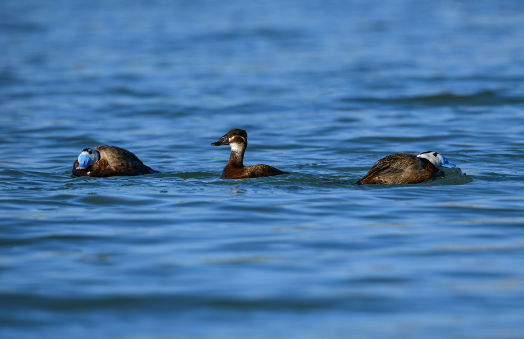 White-headed Duck