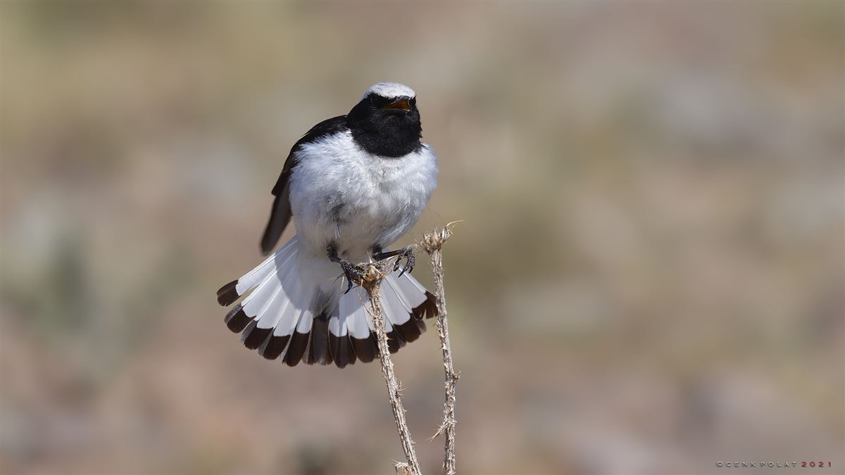 Finsch`s Wheatear