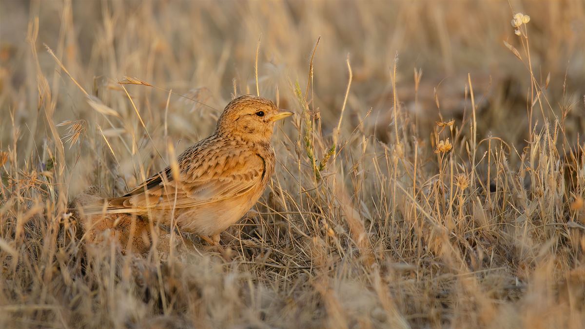 Turkestan Short-toed Lark