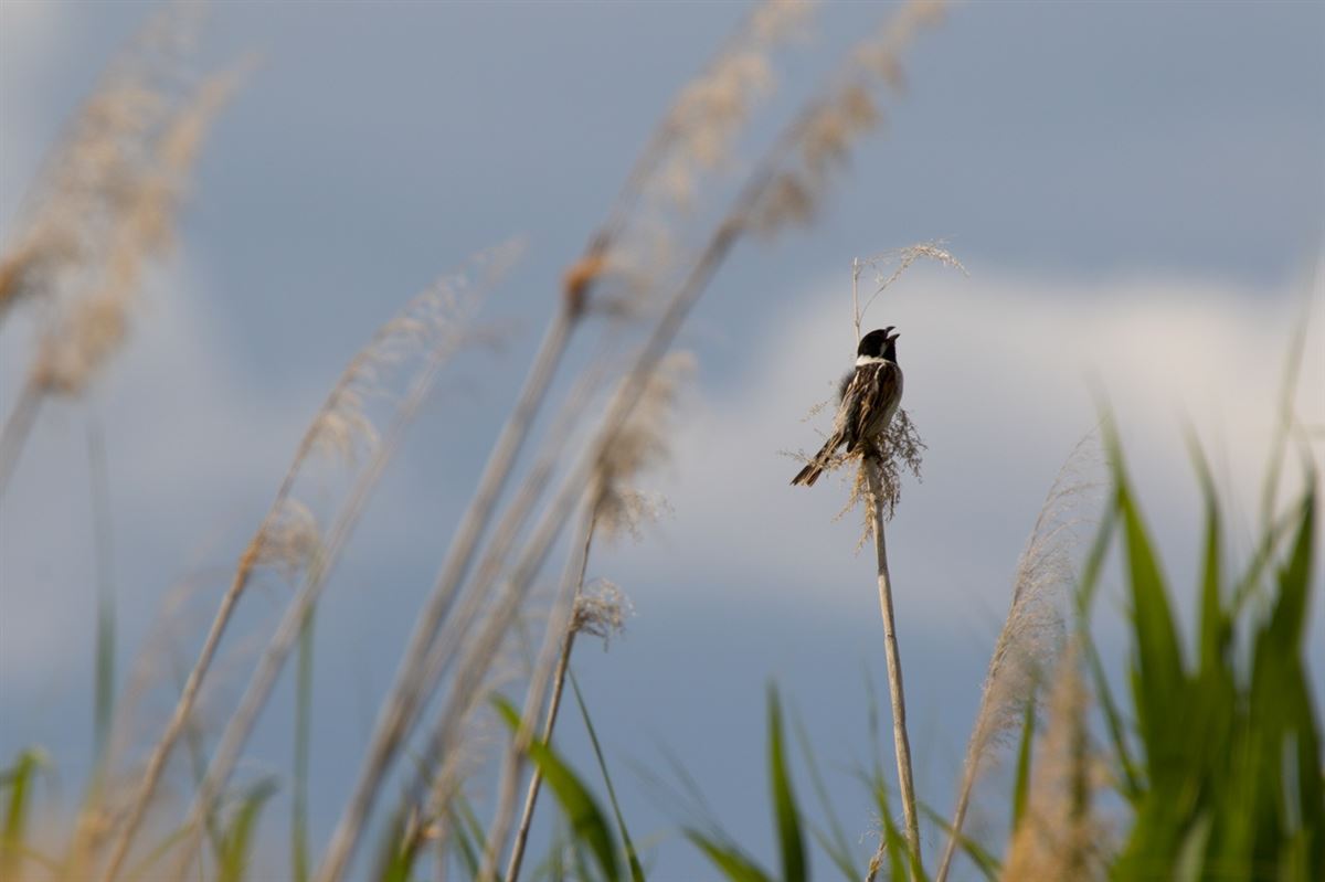 Common Reed Bunting