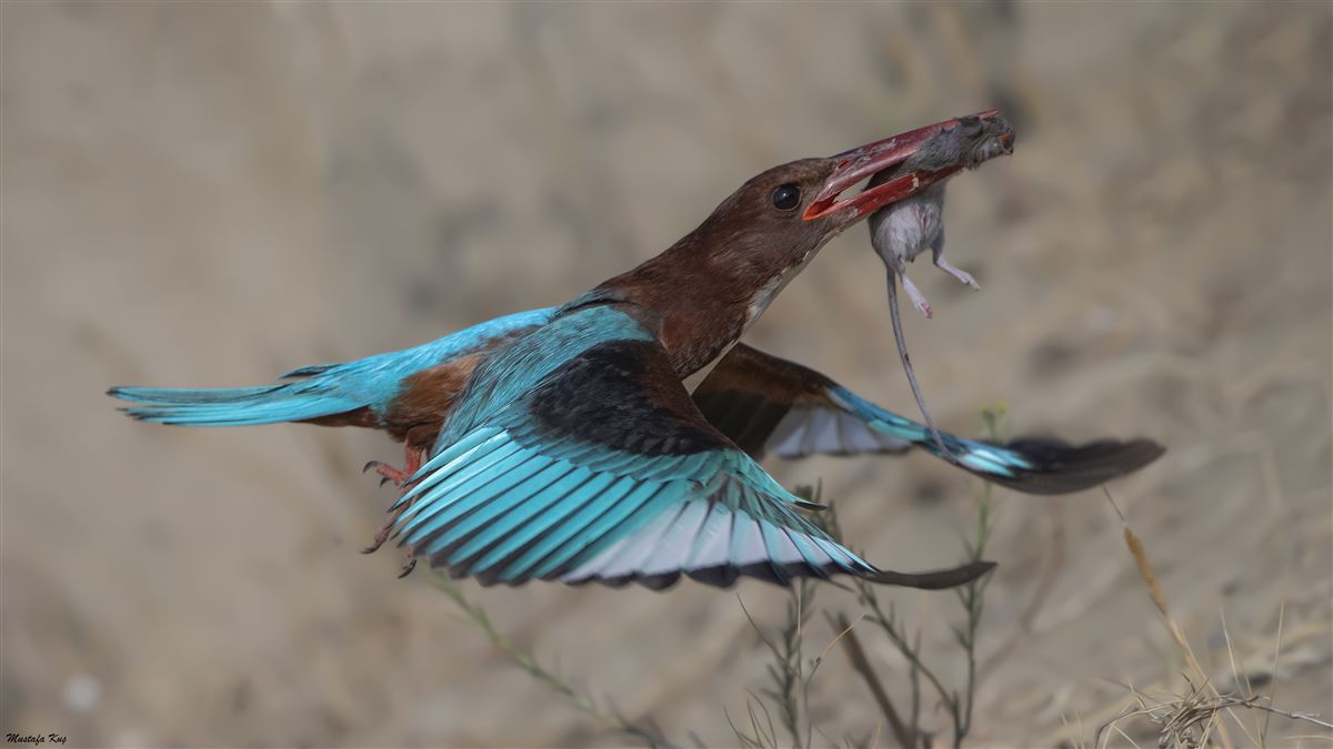 White-throated Kingfisher