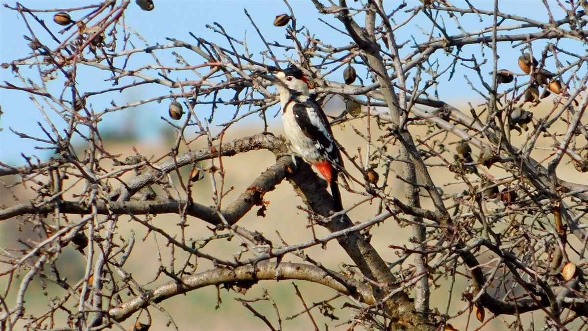 Syrian Woodpecker