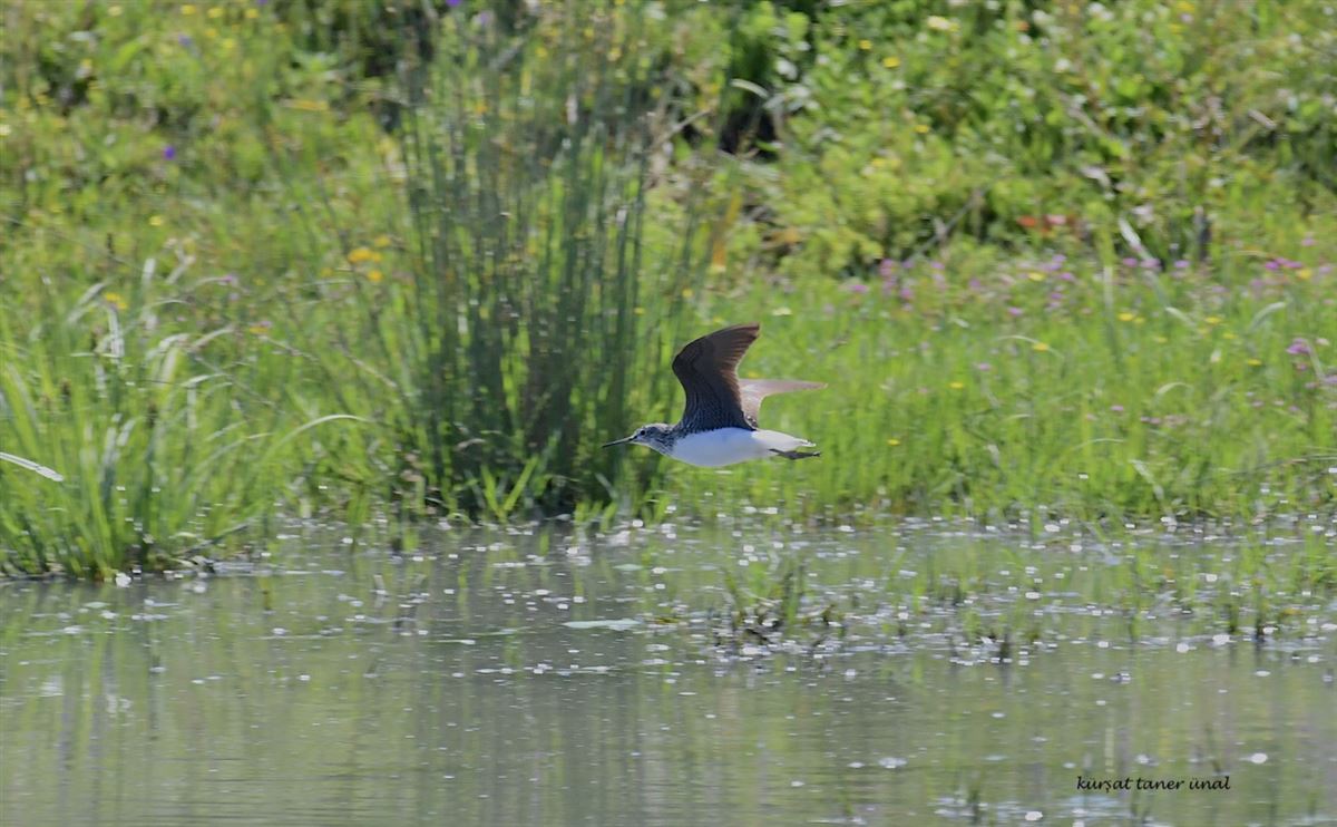 Green Sandpiper