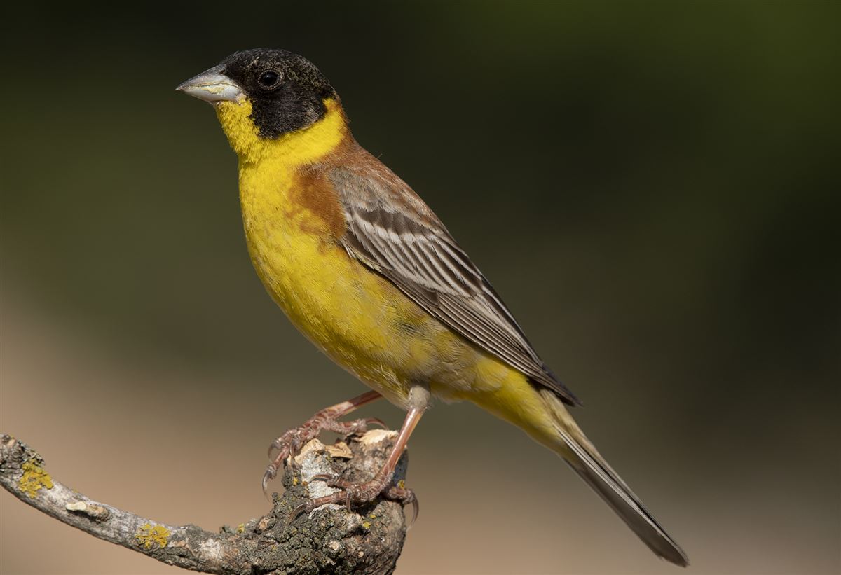 Black-headed Bunting
