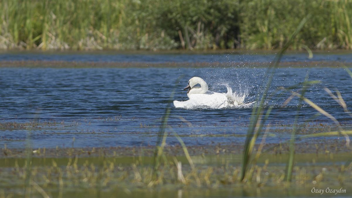 Mute Swan