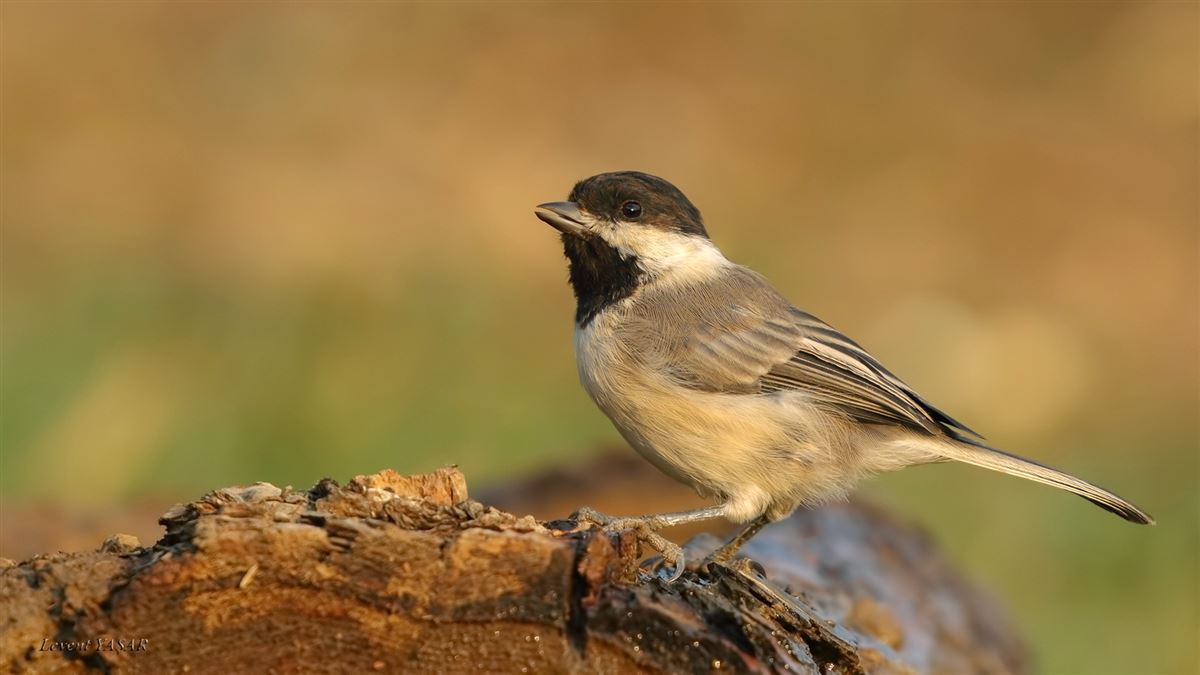Sombre Tit