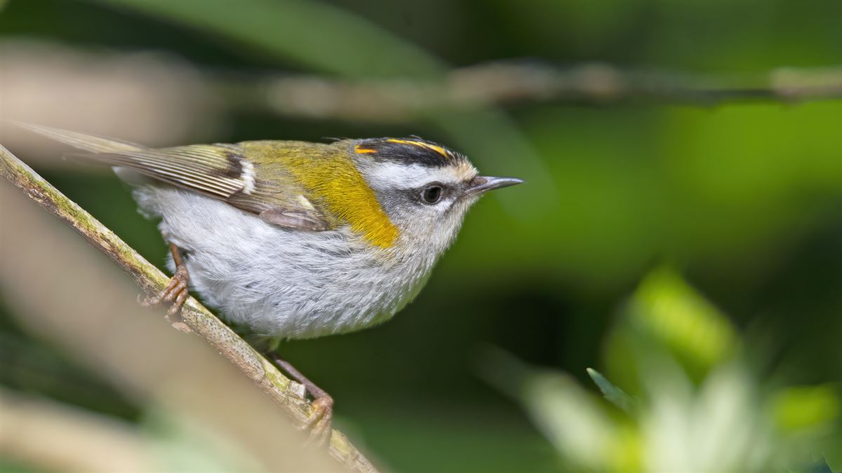 Common Firecrest