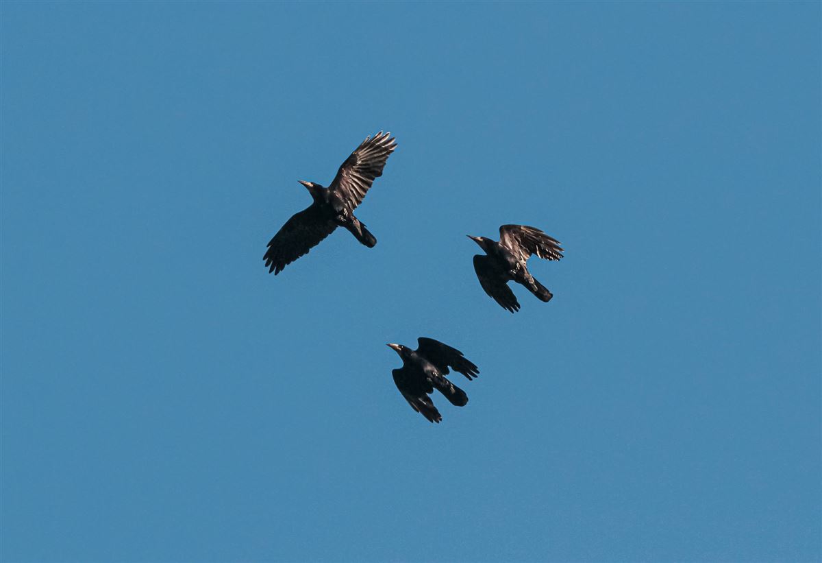 Rook