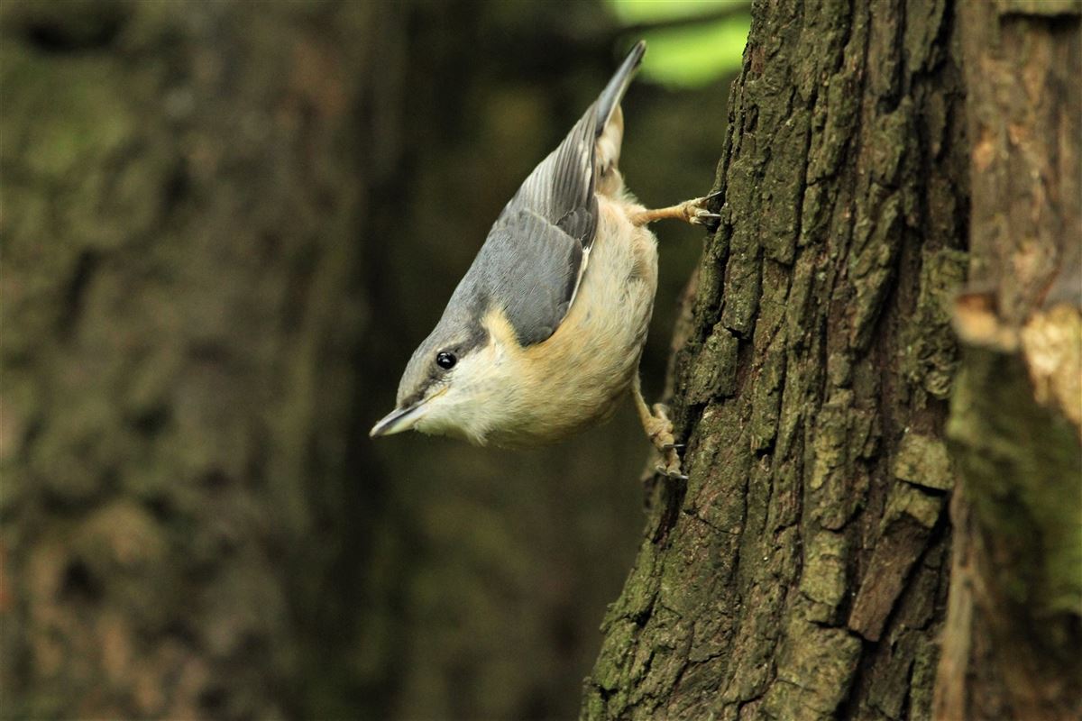 Eurasian Nuthatch