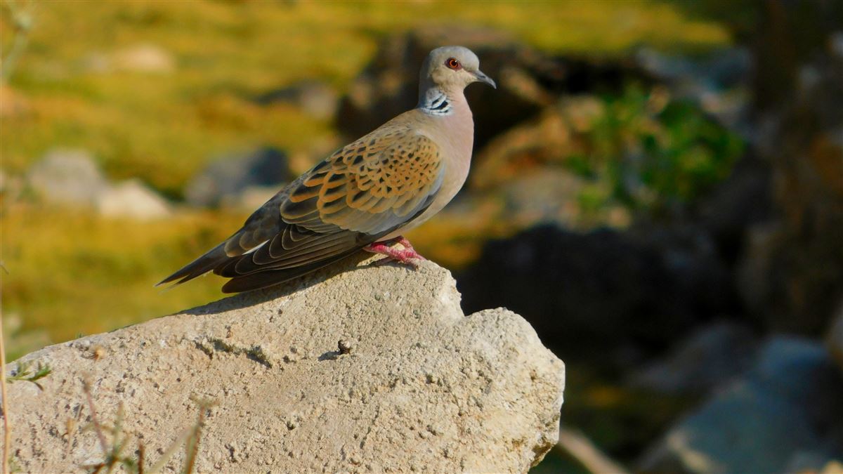 European Turtle Dove