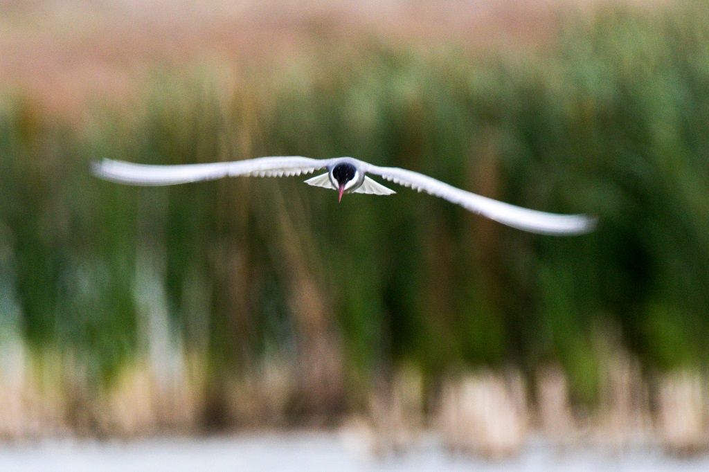 Whiskered Tern