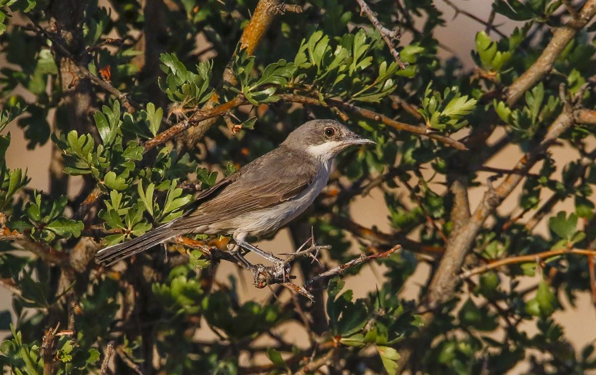 Eastern Orphean Warbler